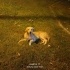 Golden 1 yaş erkek yuva arıyoruz fotoğraf