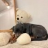 3 yaşında erkek Rottweiler Yuva arıyoruz fotoğraf