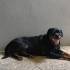 3 yaşında erkek Rottweiler Yuva arıyoruz fotoğraf