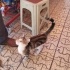 EVDEN ATILAN TEKİR KEDİ YUVA ARIYOR fotoğraf