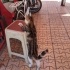 EVDEN ATILAN TEKİR KEDİ YUVA ARIYOR fotoğraf