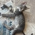 Koriş tekir bir kedi fotoğraf