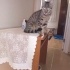 Bu minnoşa yeni yuvasini ariyoruz. fotoğraf