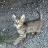 Yavru Kedi (Ankara İçi Sahiplendirme) fotoğraf