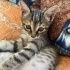 Yavru Kedi (Ankara İçi Sahiplendirme) fotoğraf