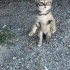 Yavru Kedi (Ankara İçi Sahiplendirme) fotoğraf