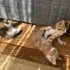 4 adet minik kedi yavrusu, LÜTFEN SOKAĞA BIRAKILMAKTAN KURTARIN! fotoğraf