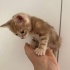 4 adet minik kedi yavrusu, LÜTFEN SOKAĞA BIRAKILMAKTAN KURTARIN! fotoğraf