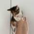4 adet minik kedi yavrusu, LÜTFEN SOKAĞA BIRAKILMAKTAN KURTARIN! fotoğraf