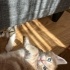 4 adet minik kedi yavrusu, LÜTFEN SOKAĞA BIRAKILMAKTAN KURTARIN! fotoğraf