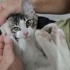 Sokaktan kurtarma yaralı yavru kedi fotoğraf