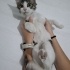 Sokaktan kurtarma yaralı yavru kedi