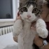Sokaktan kurtarma yaralı yavru kedi fotoğraf