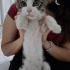 Sokaktan kurtarma yaralı yavru kedi fotoğraf