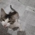 Sokaktan kurtarma yaralı yavru kedi fotoğraf
