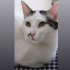 ✨Ufaklık 8 Aylk Erkek Isırma tırnaklama huyu yok çok sakin bir kedi sevgi yumağı fotoğraf