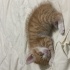 Minik kayısı en yakın arkadaşını arıyor 🥹 fotoğraf
