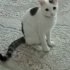 Sakin ve uysal çok tatlı kedidir fotoğraf