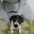 2 Aylık Pointer Terrier Melezi Yavruları Ücretsiz Sahipendirme fotoğraf