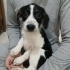 2 Aylık Pointer Terrier Melezi Yavruları Ücretsiz Sahipendirme fotoğraf