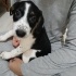 2 Aylık Pointer Terrier Melezi Yavruları Ücretsiz Sahipendirme fotoğraf