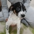 2 Aylık Pointer Terrier Melezi Yavruları Ücretsiz Sahipendirme fotoğraf
