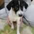 2 Aylık Pointer Terrier Melezi Yavruları Ücretsiz Sahipendirme fotoğraf
