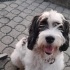 2 Aylık Pointer Terrier Melezi Yavruları Ücretsiz Sahipendirme fotoğraf