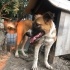 Seni duyamaz, ama sevgini hissedebilir. Pofuduk Petito yuvasını arıyor fotoğraf