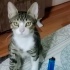 Anormal derecede zeki ve uysal bir kedi