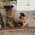 Belçika kurdu köpeği