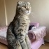 Tosun oğluş yuvasını arıyor fotoğraf