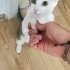 Çok oyuncu bir kedi, bağlanır. fotoğraf