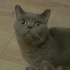 Şatır’a Ömürlük Yuva Aranıyor:  Güzeller Güzeli British Shorthair fotoğraf