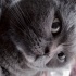 Şatır’a Ömürlük Yuva Aranıyor:  Güzeller Güzeli British Shorthair fotoğraf