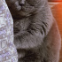 Şatır’a Ömürlük Yuva Aranıyor:  Güzeller Güzeli British Shorthair fotoğraf