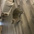Şatır’a Ömürlük Yuva Aranıyor:  Güzeller Güzeli British Shorthair fotoğraf