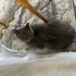 Şatır’a Ömürlük Yuva Aranıyor:  Güzeller Güzeli British Shorthair fotoğraf