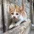 Acil yavru kediye yuva fotoğraf