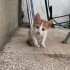 Acil yavru kediye yuva fotoğraf