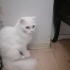 Kızımız yeni yuvasını arıyor fotoğraf