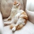 Sakın uysal kedi