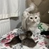 Güzeller güzeli gökçe fotoğraf