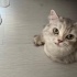 Güzeller güzeli gökçe fotoğraf