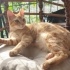 MIRIL MIRIL BİR KUCAK KEDİSİ, AŞILI VE KISIR fotoğraf