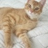 MIRIL MIRIL BİR KUCAK KEDİSİ, AŞILI VE KISIR fotoğraf