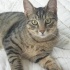 MIRIL MIRIL BİR KUCAK KEDİSİ, AŞILI VE KISIR fotoğraf