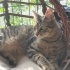 MIRIL MIRIL BİR KUCAK KEDİSİ, AŞILI VE KISIR fotoğraf