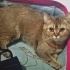 EVCİL UYSAL KEDİ fotoğraf
