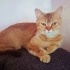 EVCİL UYSAL KEDİ fotoğraf